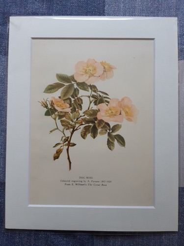 Vintage print coloured - vintage,