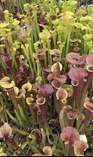 Sarracenia, Starter Pack,  Species And Hybrids 5 Plants