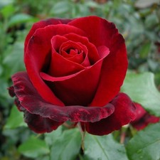 Thinking Of You - 5.5lt Potted Hybrid Tea Rose - Deep Red/Black Tinges