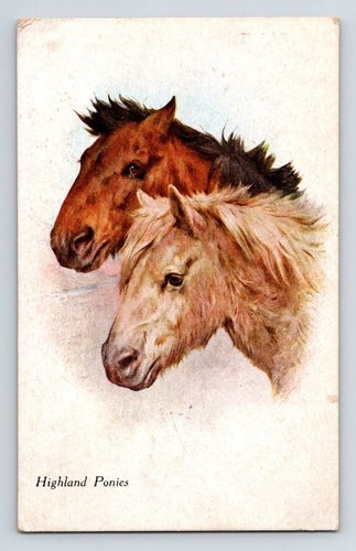 Animals horse highland - animals:, 'highland