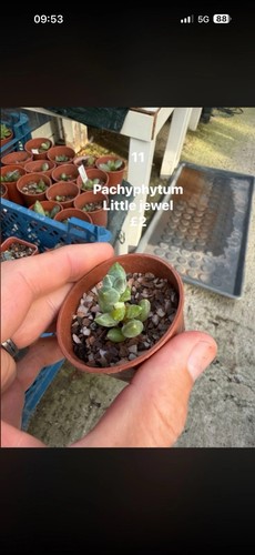 Mixed succulent any for 10 - mixed, 5