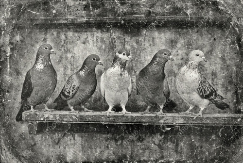Portrait racing pigeon - racing,