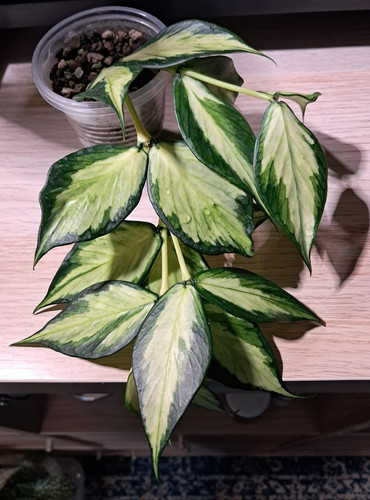Hoya polyneura inner - 🌿polyneura,