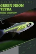 Green neon tetra - from, novice