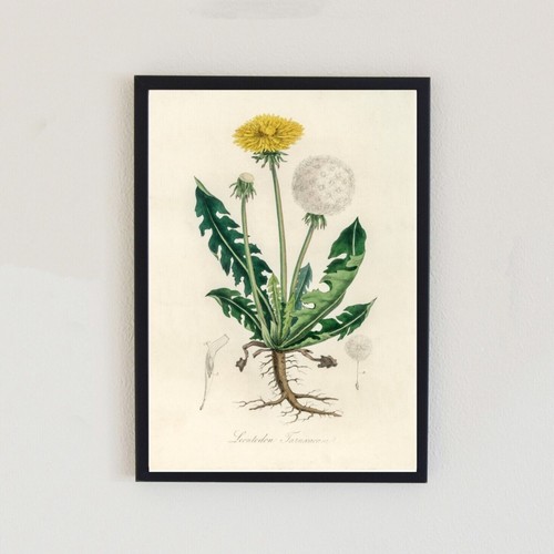 Dandelion vintage illustration - dandelion,