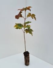Varieties Acer Maple Tree Forest Bonsai Walnut Hardy XXL Jumbo Plug Plants