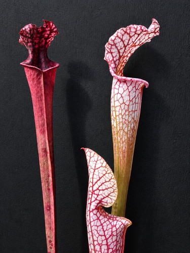 Sarracenia l57 burgundy l131 - sarracenia,