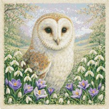 Barn Owl In Spring Time
