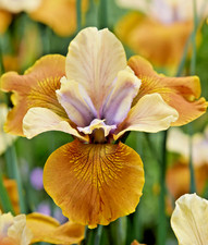 Iris sibirica Colonel Mustard