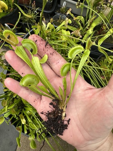 Venus flytrap dionaea - venus,