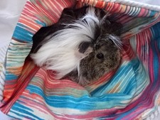 Guinea pig Large Cuddle Snuggle Pouch fleece outer fabric inner Chucklebunnies