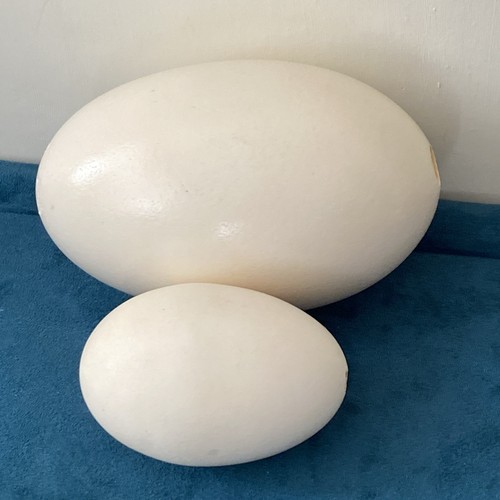 Blown eggs ideal - 2,