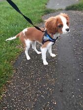 Dog Harness Soft Breathable French bulldog Yorkie Harness Puppies Small Dogs