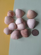 empty cockle shells for