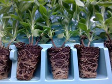 18 x Hidcote English Lavender