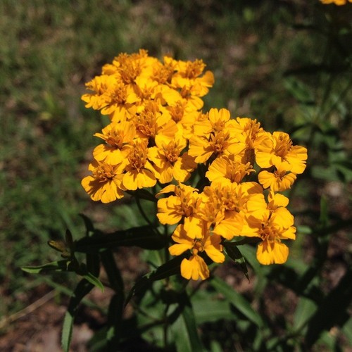 Mexican marigold mint - mexican,