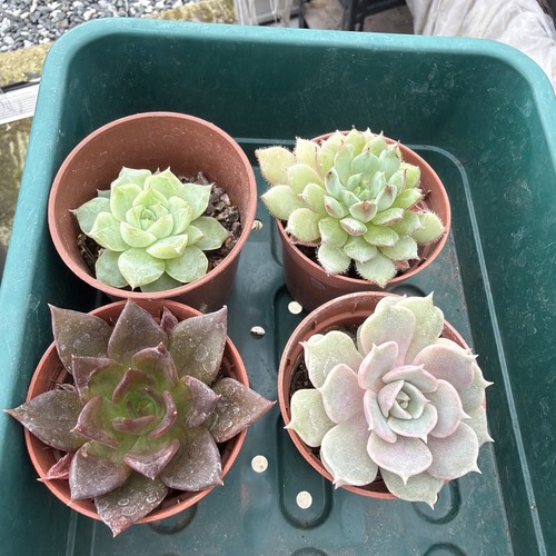Mixed succulent collection - , of