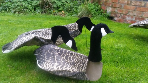 Goose decoys sillosock canada - goose,
