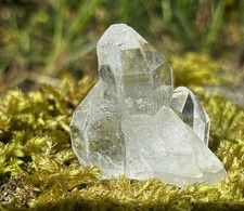 Small Brazilian Lemurian