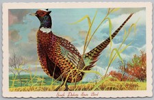 CHINESE RINGNECK PHEASANT Dakota State Bird Postcard