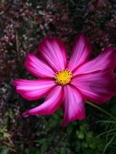 COSMOS bipinnatus 'Peppermint