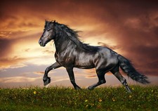 62663 Horse Black Stallion
