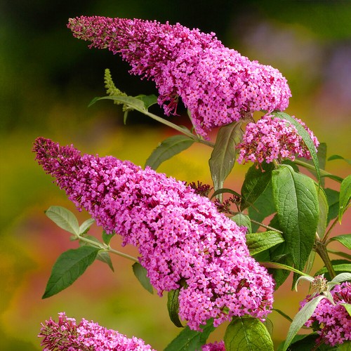 Buddleia davidii pink - x, 'pink