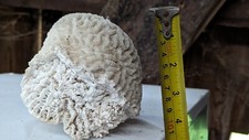 Brain coral - , (vintage)