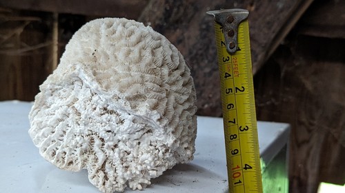 Brain coral - , (vintage)