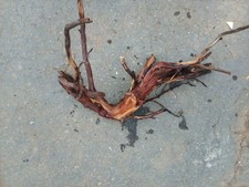 #R2 Genuine Manzanita