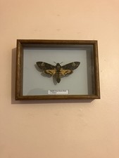 Stunning Death's Head hawk