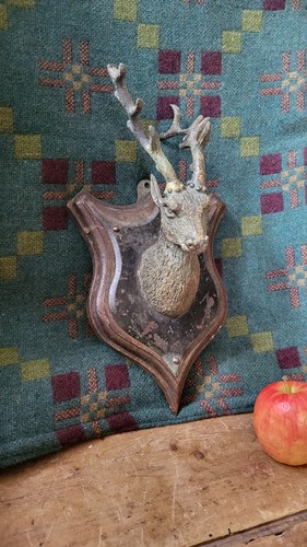 Unusual lead stag - a, on