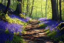 Bluebell Woodland Forest Canvas Picture Print Wall Art