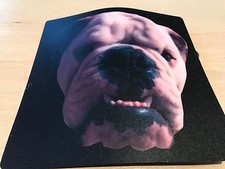 BULLDOG  FLASHING T SHIRT