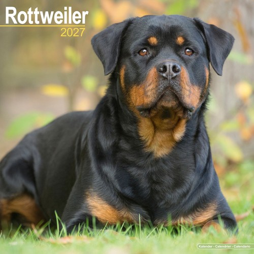 Rottweiler 2027 calendar dog - 2027,