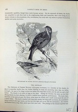 Old Ortolan Garden Bunting Hortulana Brehm Jones C1860 Cassell'S Bird Victorian