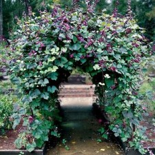4 DOLICHOS Ruby Moon SEEDS Climbing Hyacinth Bean Vine Hardy Annual Flower