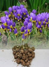 IN STOCK.1-100 CROCUS BULBS