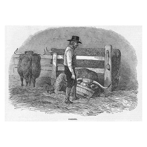Smithfield cattle club show - club,