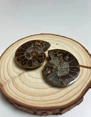 Polished ammonite fossil - fossil, pair