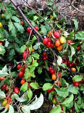 Goumi Berry Tree Seeds