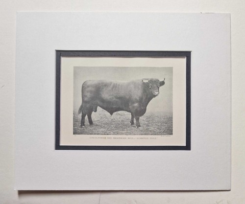 Parsons lincolnshire red - parsons,