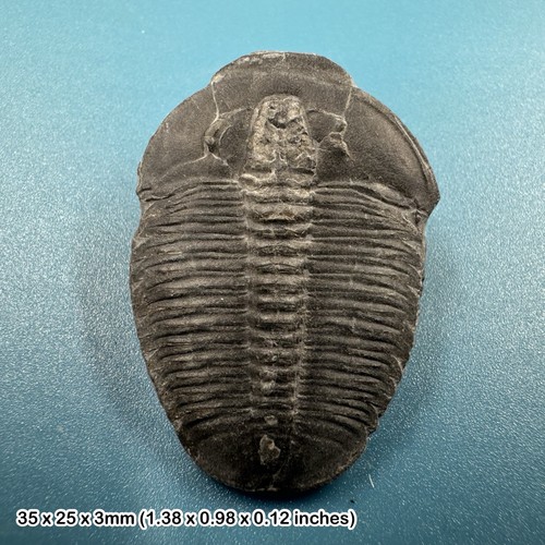 Elrathia kingi trilobite - elrathia,