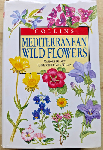Mediterranean wild flowers - wild,