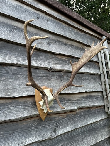 Vintage fallow buck deer skull - vintage,