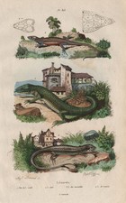 European green lizard. Common wall lizard. Viviparous Lizard 1833 old print