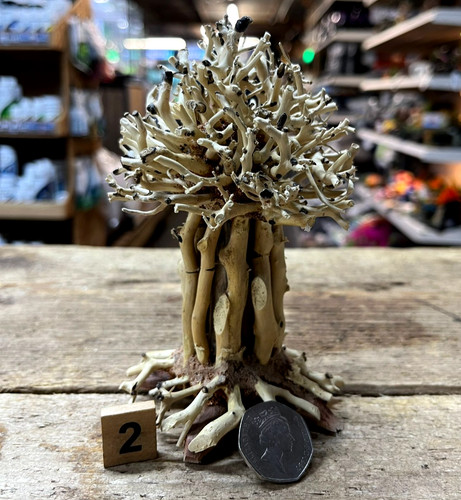 Bonsai pagoda dragon - dragon, octopus