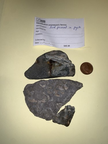 Fossil preserved pyrite - fossil,