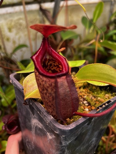 Nepenthes rajah robcantleyi - nepenthes,