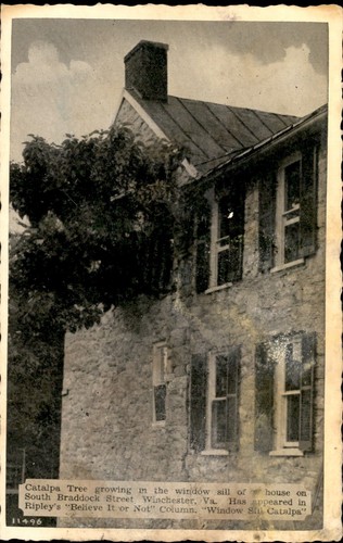 Catalpa tree south braddock - tree,